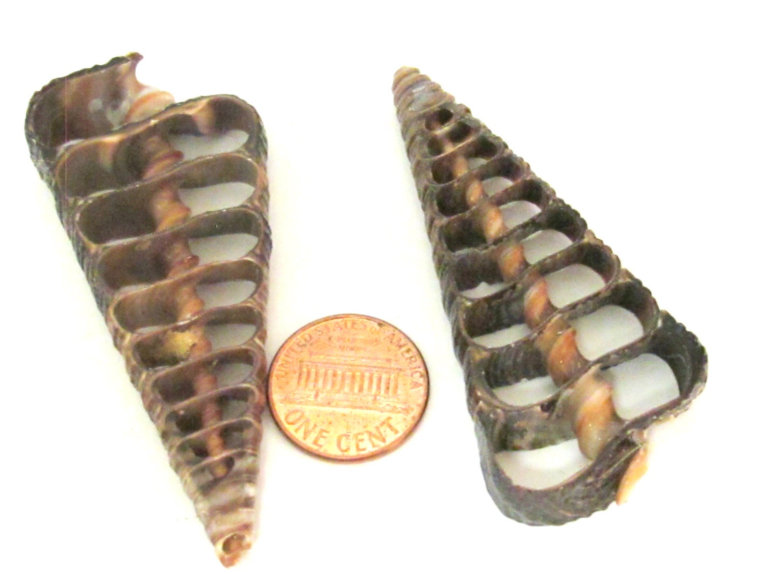 2 Pendants - Large complete center cut shell pendants - 2.5 to 3 inches long - SP041