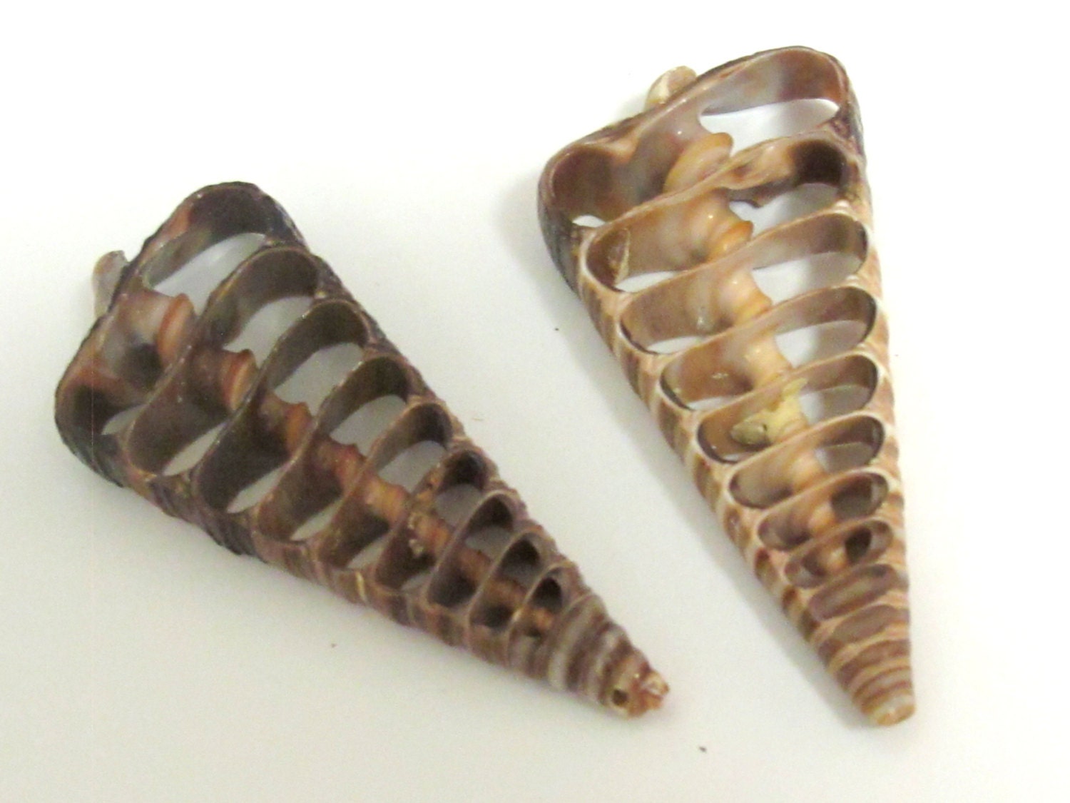 2 Pendants - Large complete center cut shell pendants - 2.5 to 3 inches long - SP041