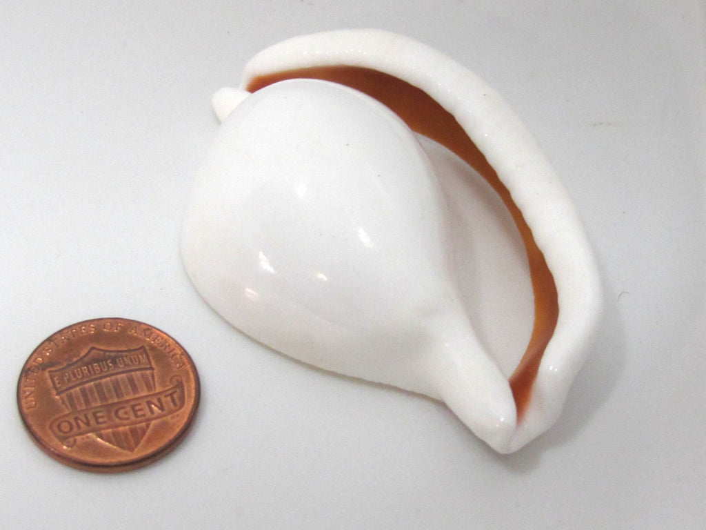 1 Large center cut sliced shell pendant - 2.25 - 3 inches long - SP054