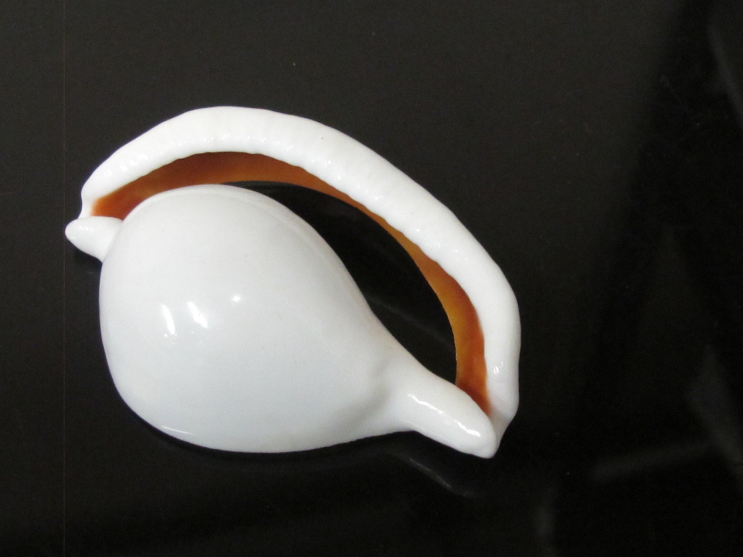 1 Large center cut sliced shell pendant - 2.25 - 3 inches long - SP054