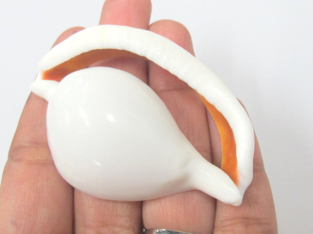 1 Large center cut sliced shell pendant - 2.25 - 3 inches long - SP054