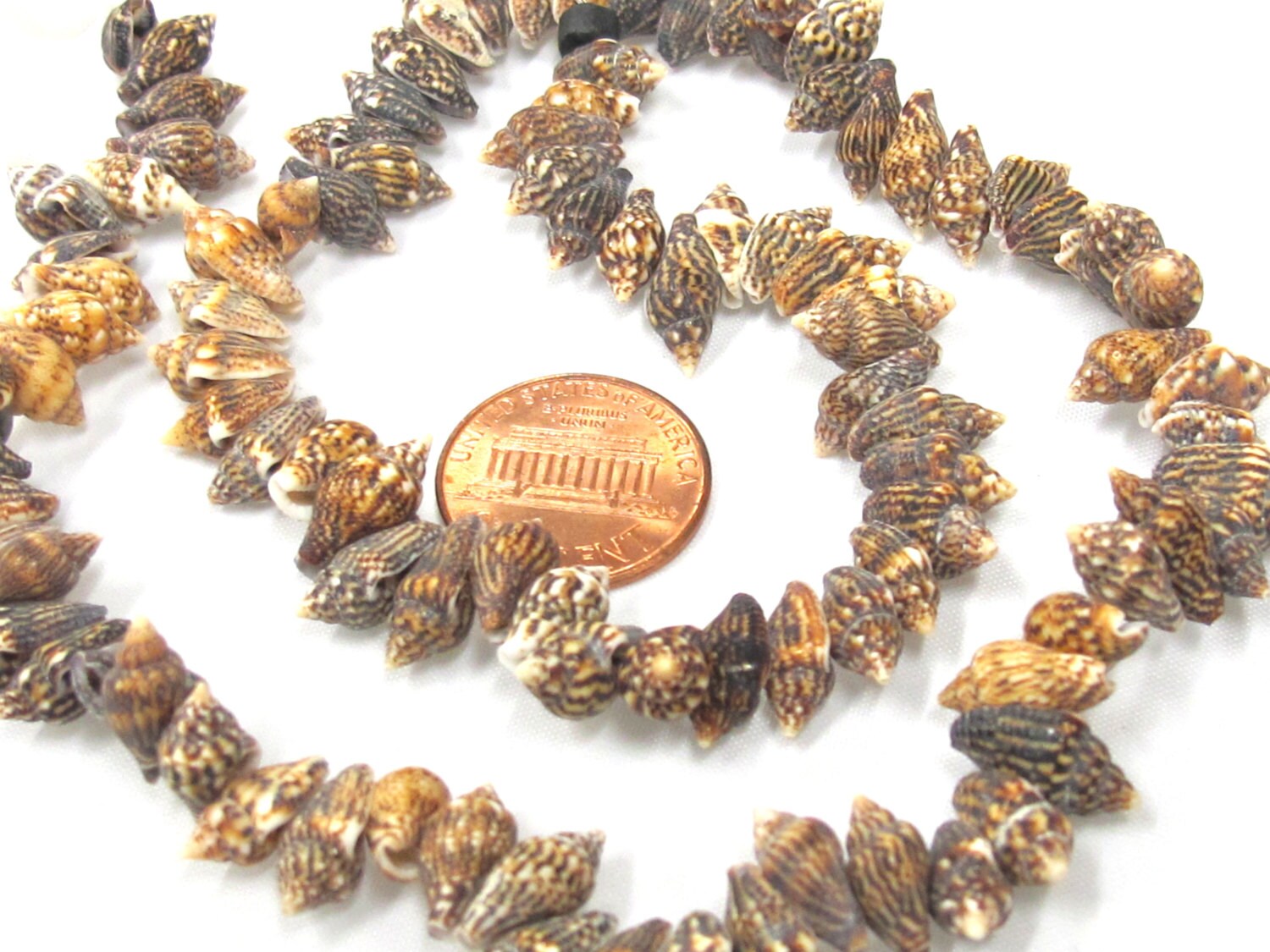 1 full strand - Drilled natural small nassa shell beads - FULL 15 inches strand - SP057