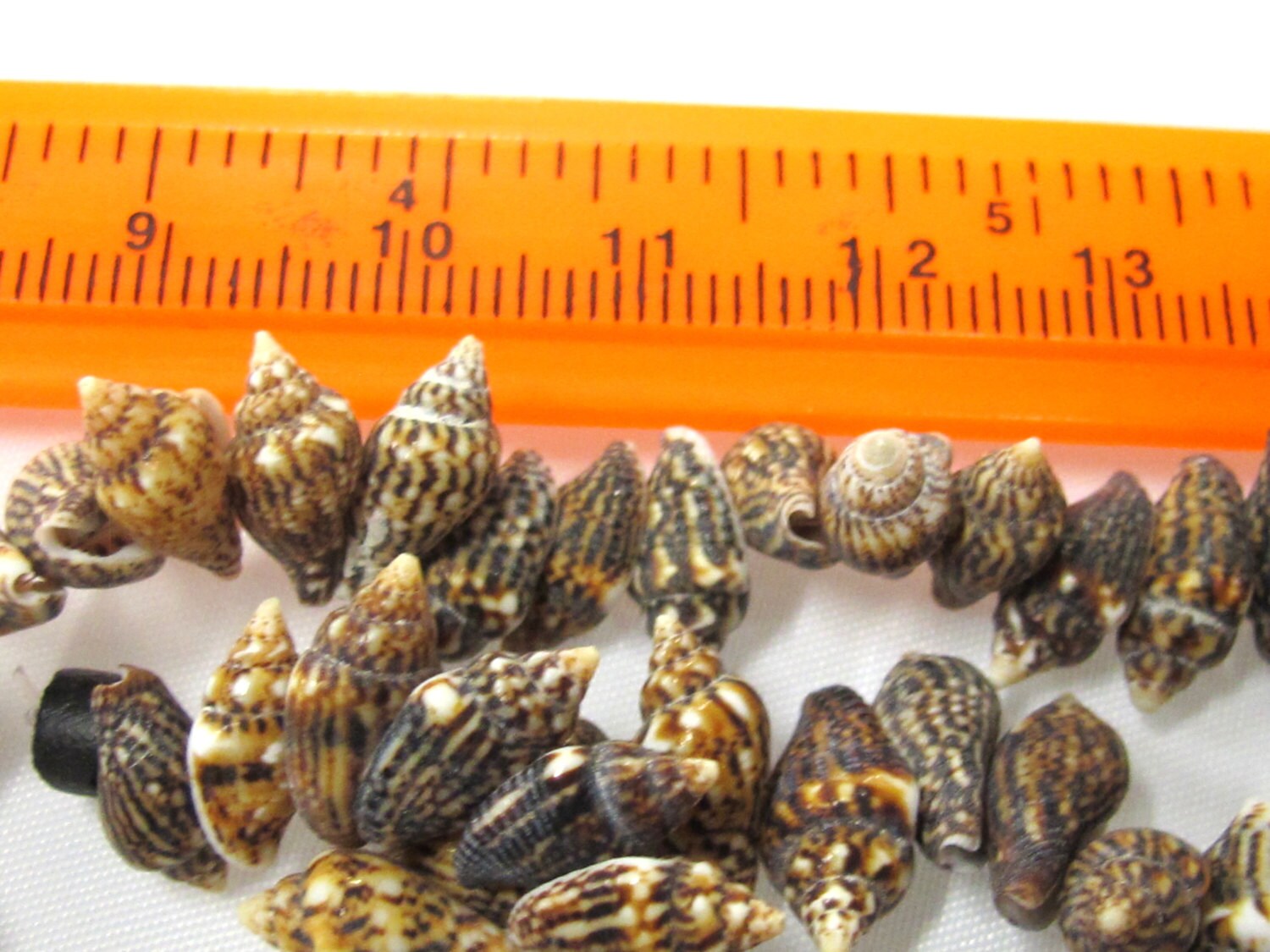 1 full strand - Drilled natural small nassa shell beads - FULL 15 inches strand - SP057