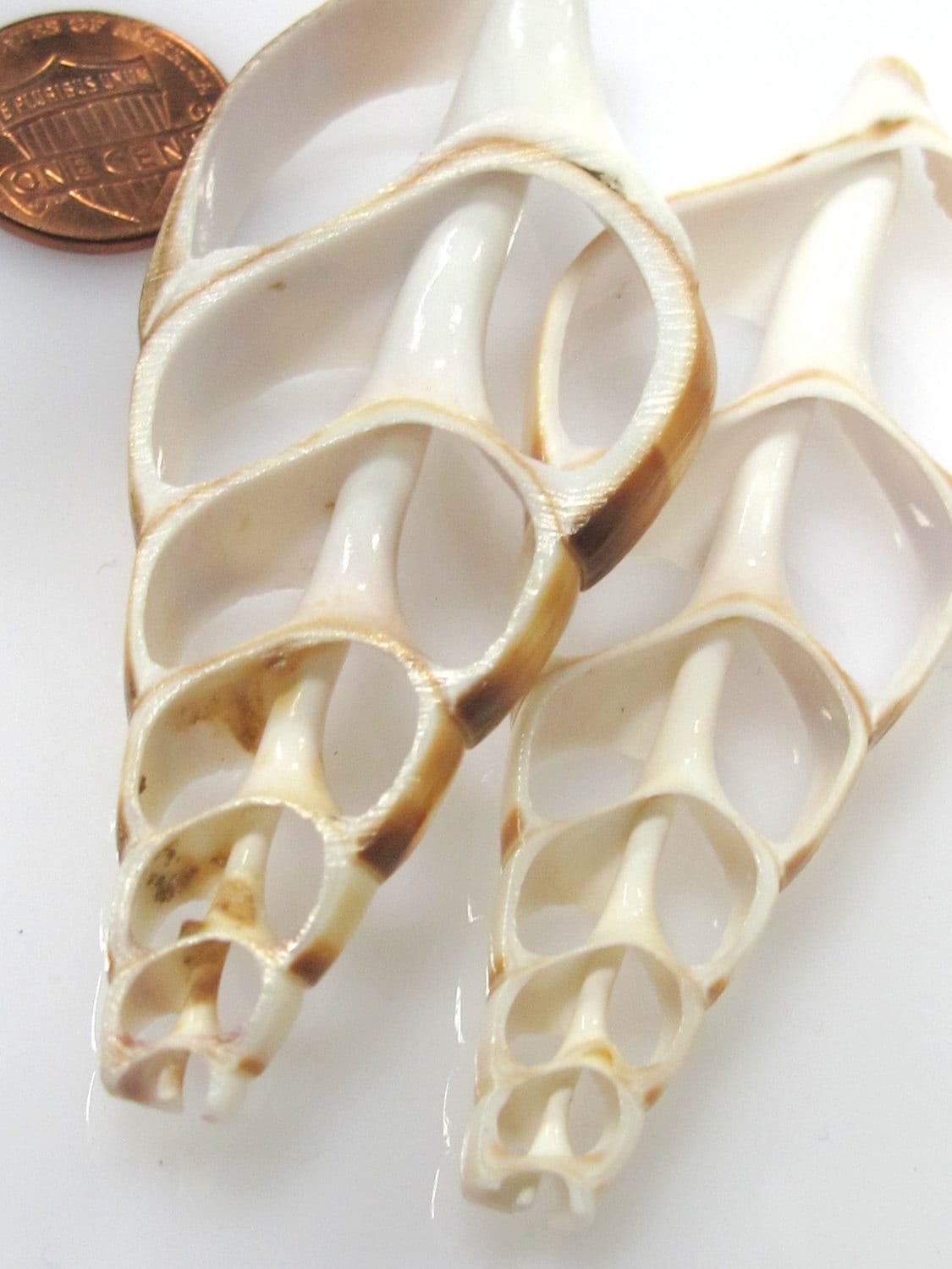 1 Large center end cut sliced turritella shell pendant - SP058
