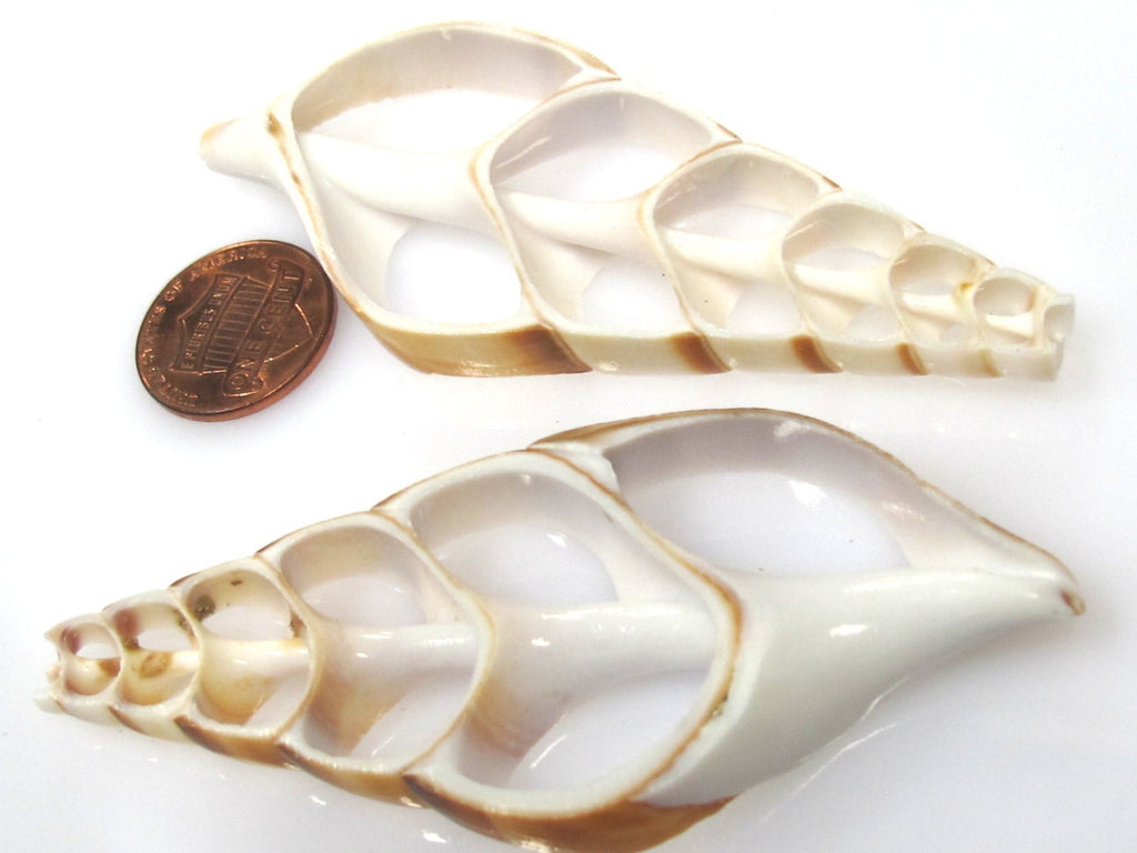 1 Large center end cut sliced turritella shell pendant - SP058