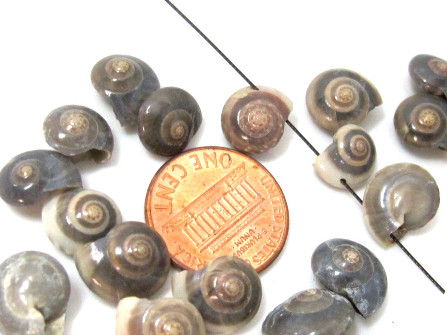 10 beads - Drilled natural oval coin snail shape spiral shell beads - SP059x