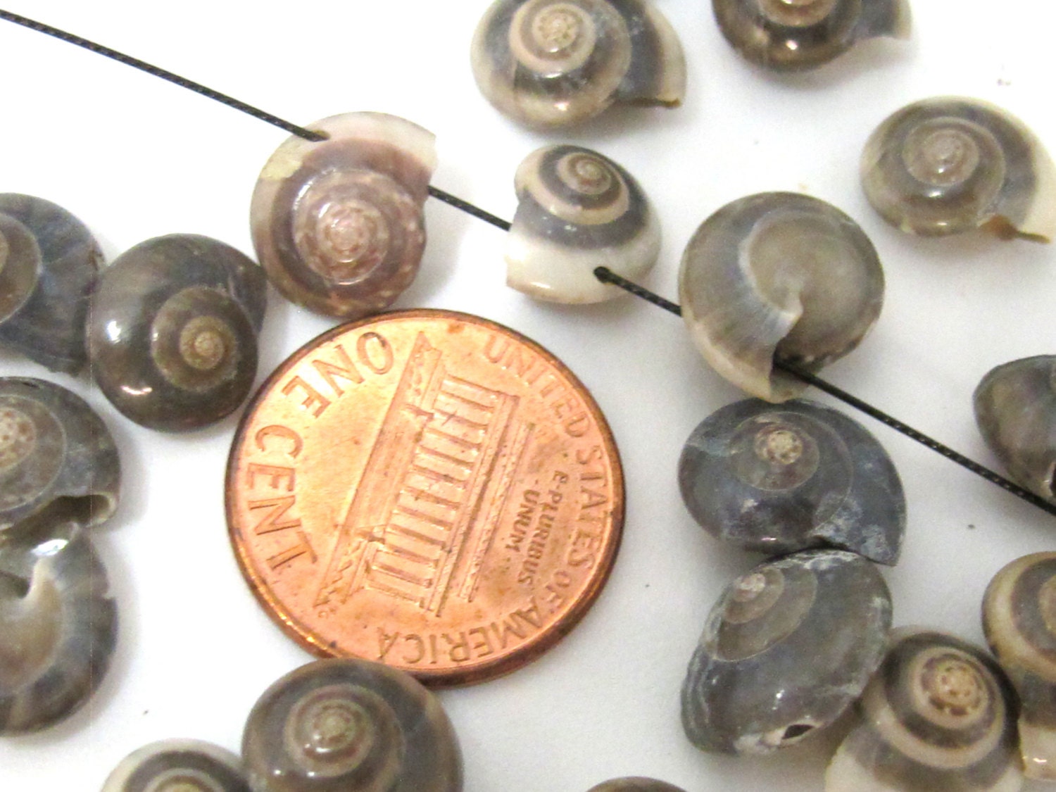 10 beads - Drilled natural oval coin snail shape spiral shell beads - SP059x