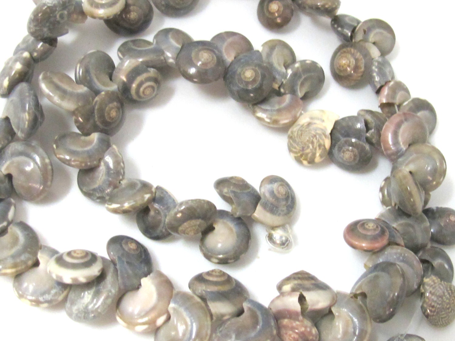 10 beads - Drilled natural oval coin snail shape spiral shell beads - SP059x