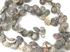 1 full strand - Drilled natural oval coin shape spiral shell beads - FULL 15 inches strand - SP059
