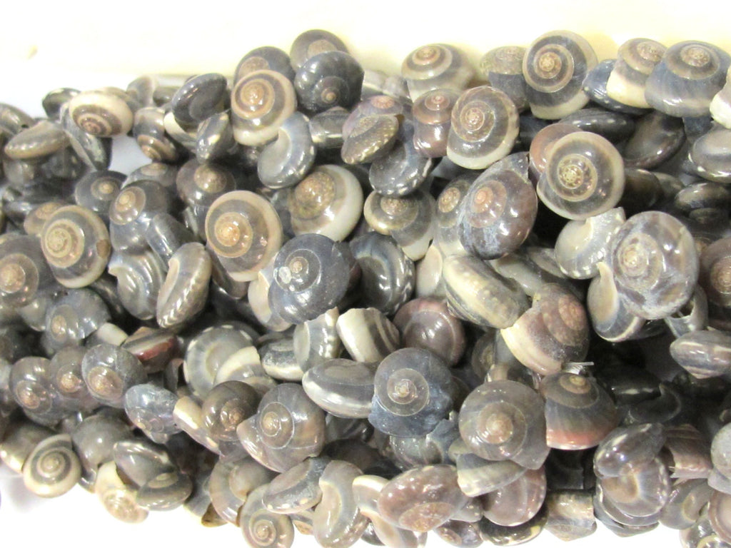 10 beads - Drilled natural oval coin snail shape spiral shell beads - SP059x