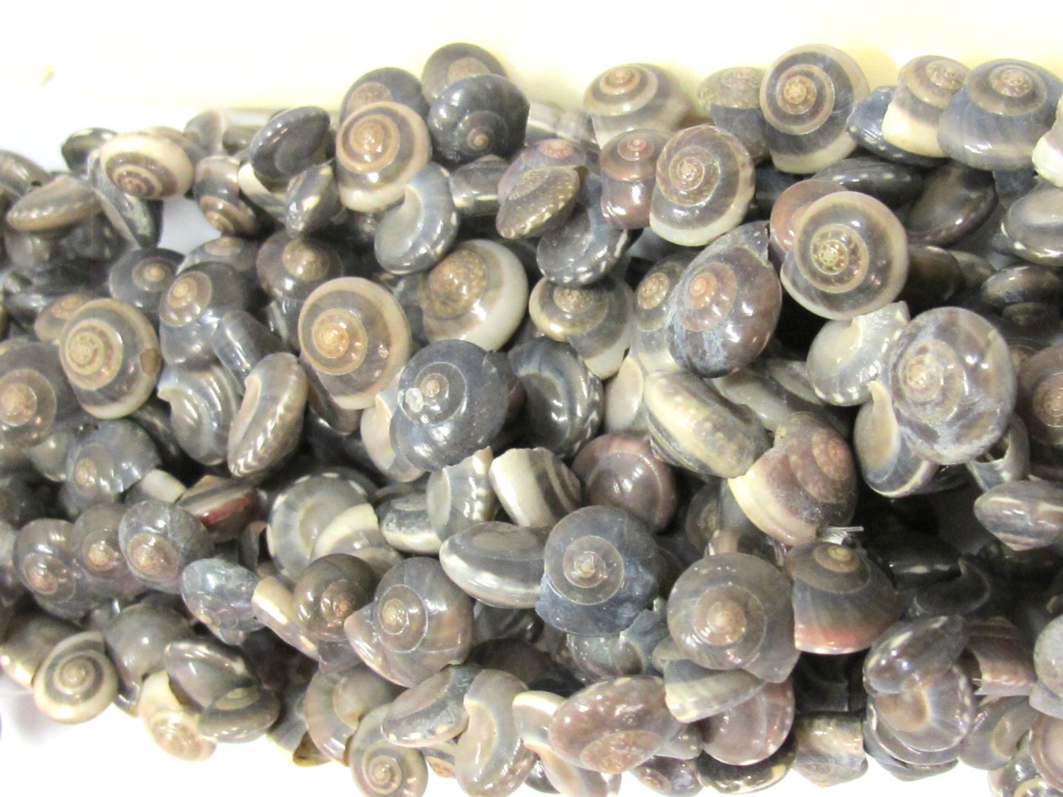 1 full strand - Drilled natural oval coin shape spiral shell beads - FULL 15 inches strand - SP059