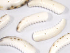 2 pcs - Carved cowrie tooth shape tribal 2 hole button pendant bead - SP060