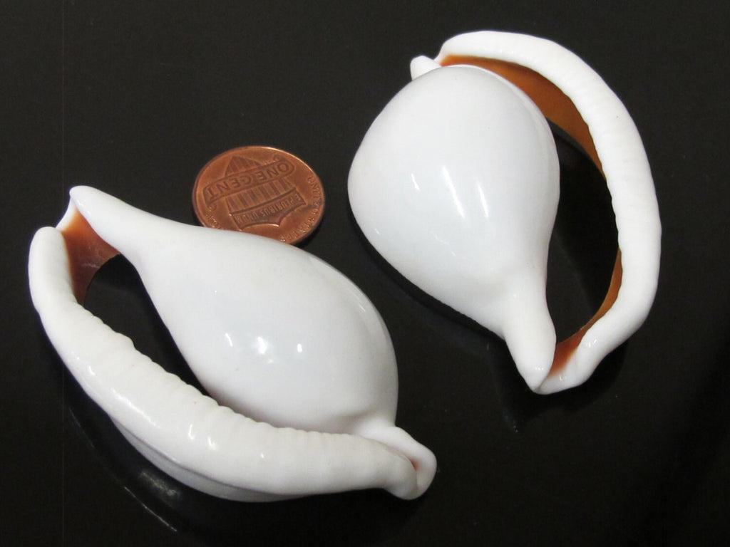 1 Large center cut sliced shell pendant - 2.25 - 3 inches long - SP054