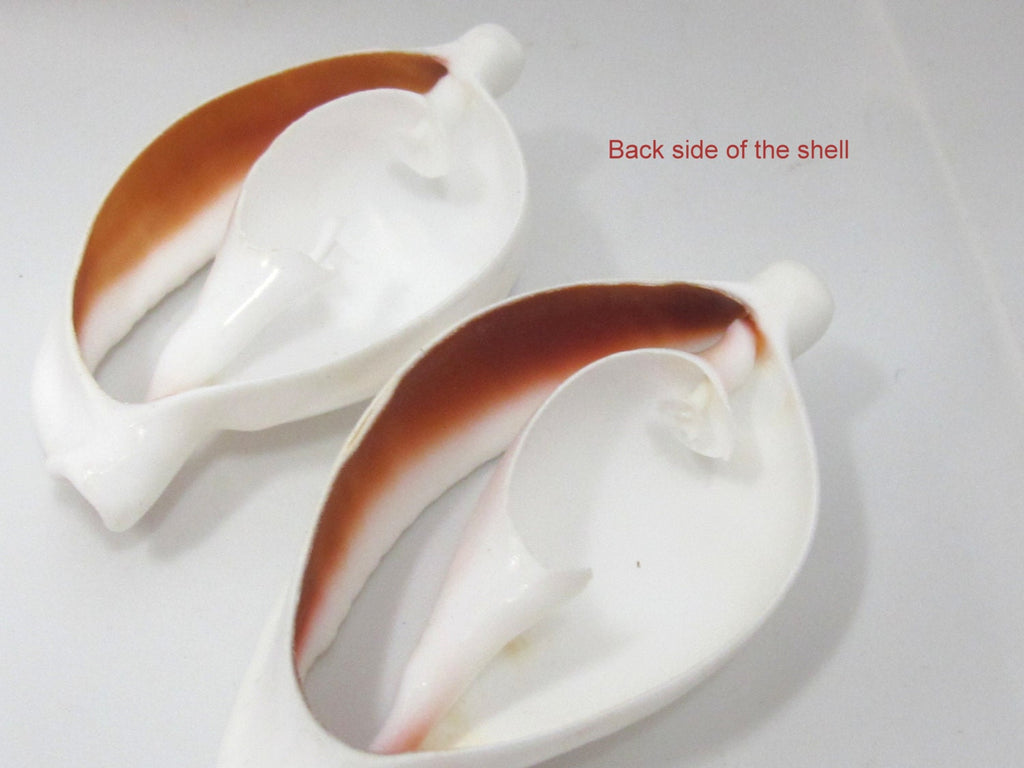 1 Large center cut sliced shell pendant - 2.25 - 3 inches long - SP054