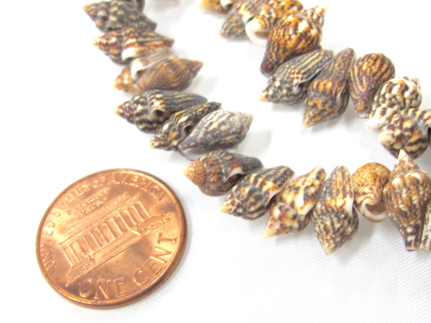 1 full strand - Drilled natural small nassa shell beads - FULL 15 inches strand - SP057