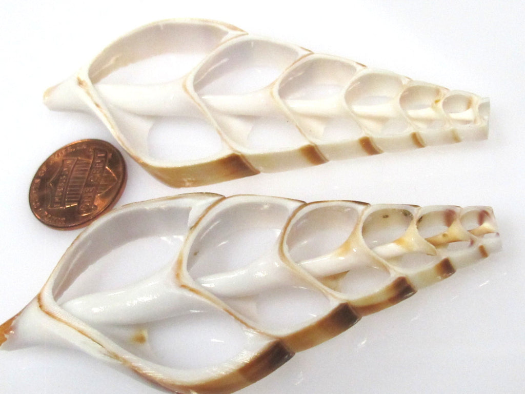 1 Large center end cut sliced turritella shell pendant - SP058