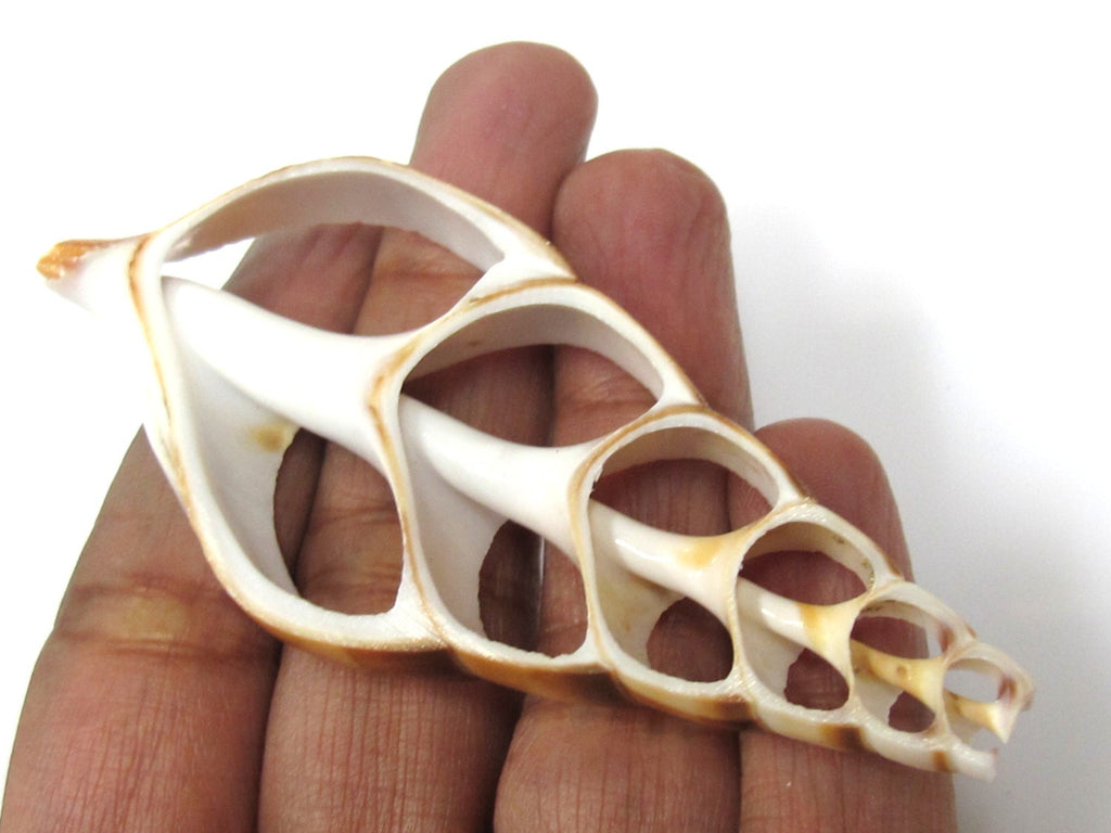 1 Large center end cut sliced turritella shell pendant - SP058