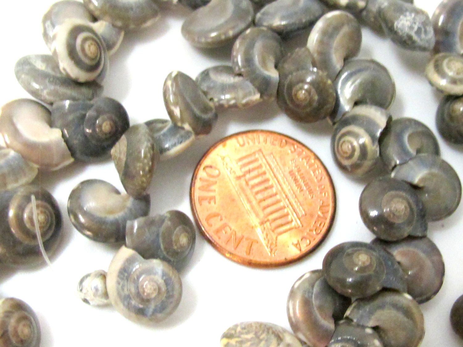 1 full strand - Drilled natural oval coin shape spiral shell beads - FULL 15 inches strand - SP059