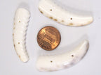2 pcs - Carved cowrie tooth shape tribal 2 hole button pendant bead - SP060