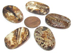 4 beads - Fossil agate flat large oval flat disc shape beads - GM427