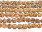 Rudraksha beads -108 beads-Natural Rudraksha seed beads from Nepal 9 - 10 mm - tibetan mala supplies Nepal rudraksha beads ML072A