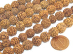 Rudraksha beads -108 beads-Natural Rudraksha seed beads from Nepal 9 - 10 mm - tibetan mala supplies Nepal rudraksha beads ML072A