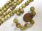 10 Beads - Small Ethnic nepal natural conch shell beads -- CH009D