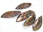 5 beads - shell beads shell charms Long leaf shape MOP shell beads brown color - SP065