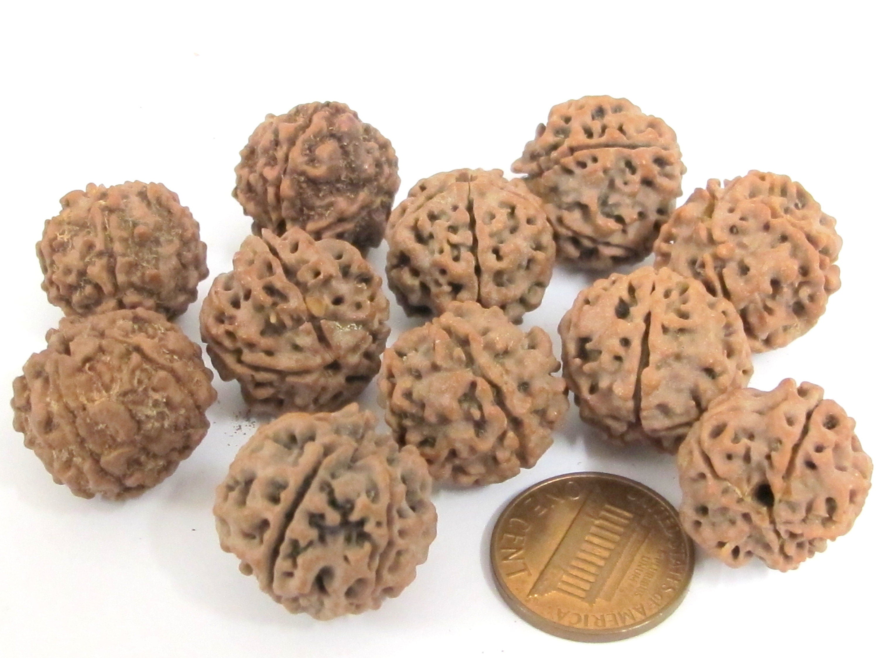 10 Beads- Extra Large size natural rudraksha beads from Nepal 16-20 mm mala making supplies - ML002L