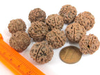 10 Beads- Extra Large size natural rudraksha beads from Nepal 16-20 mm mala making supplies - ML002L
