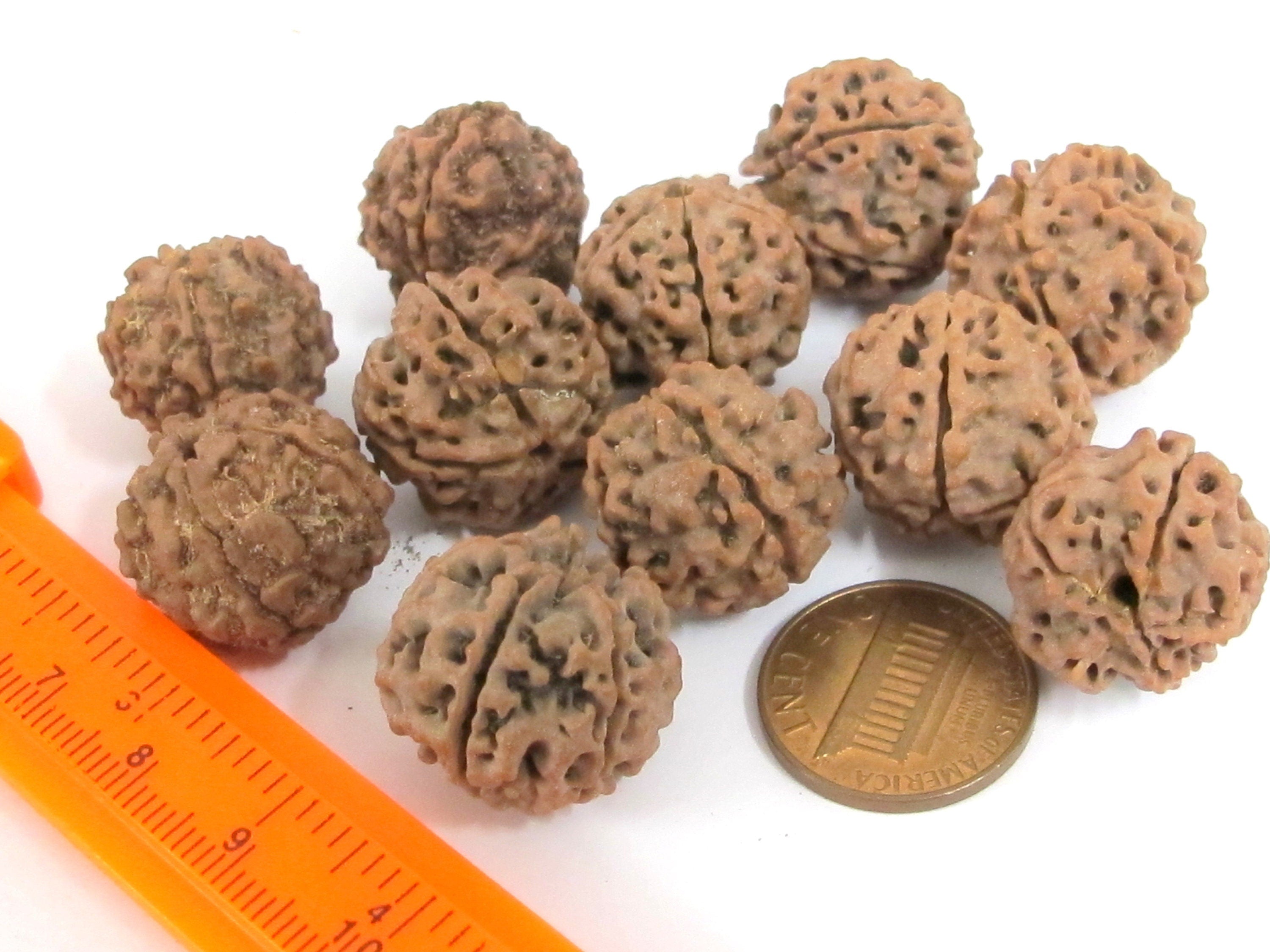 10 Beads- Extra Large size natural rudraksha beads from Nepal 16-20 mm mala making supplies - ML002L