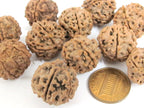 10 Beads- Extra Large size natural rudraksha beads from Nepal 16-20 mm mala making supplies - ML002L