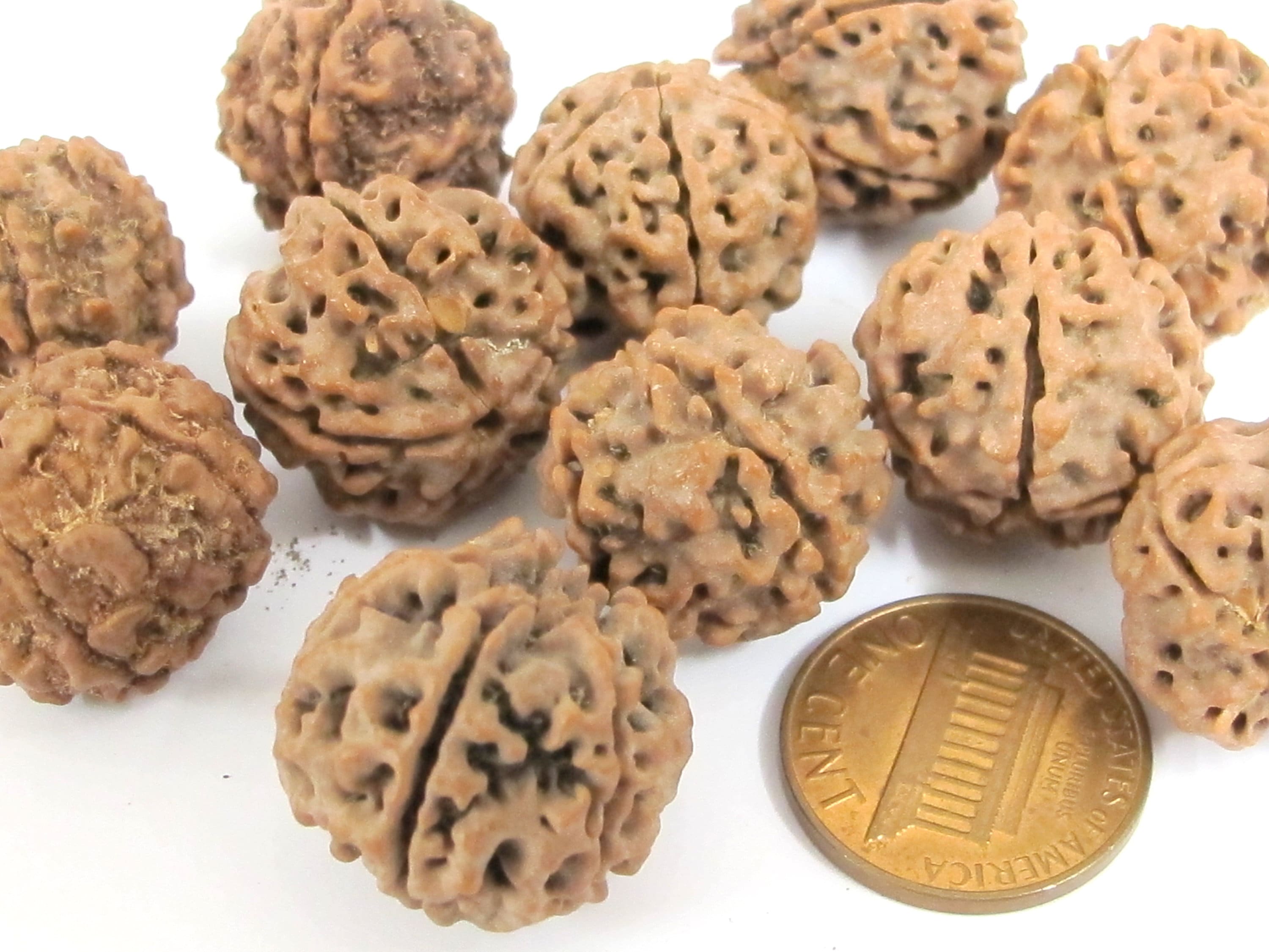 10 Beads- Extra Large size natural rudraksha beads from Nepal 16-20 mm mala making supplies - ML002L