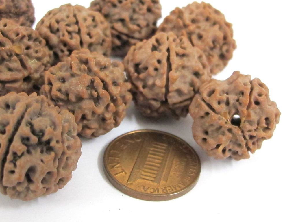 10 Beads- Extra Large size natural rudraksha beads from Nepal 16-20 mm mala making supplies - ML002L
