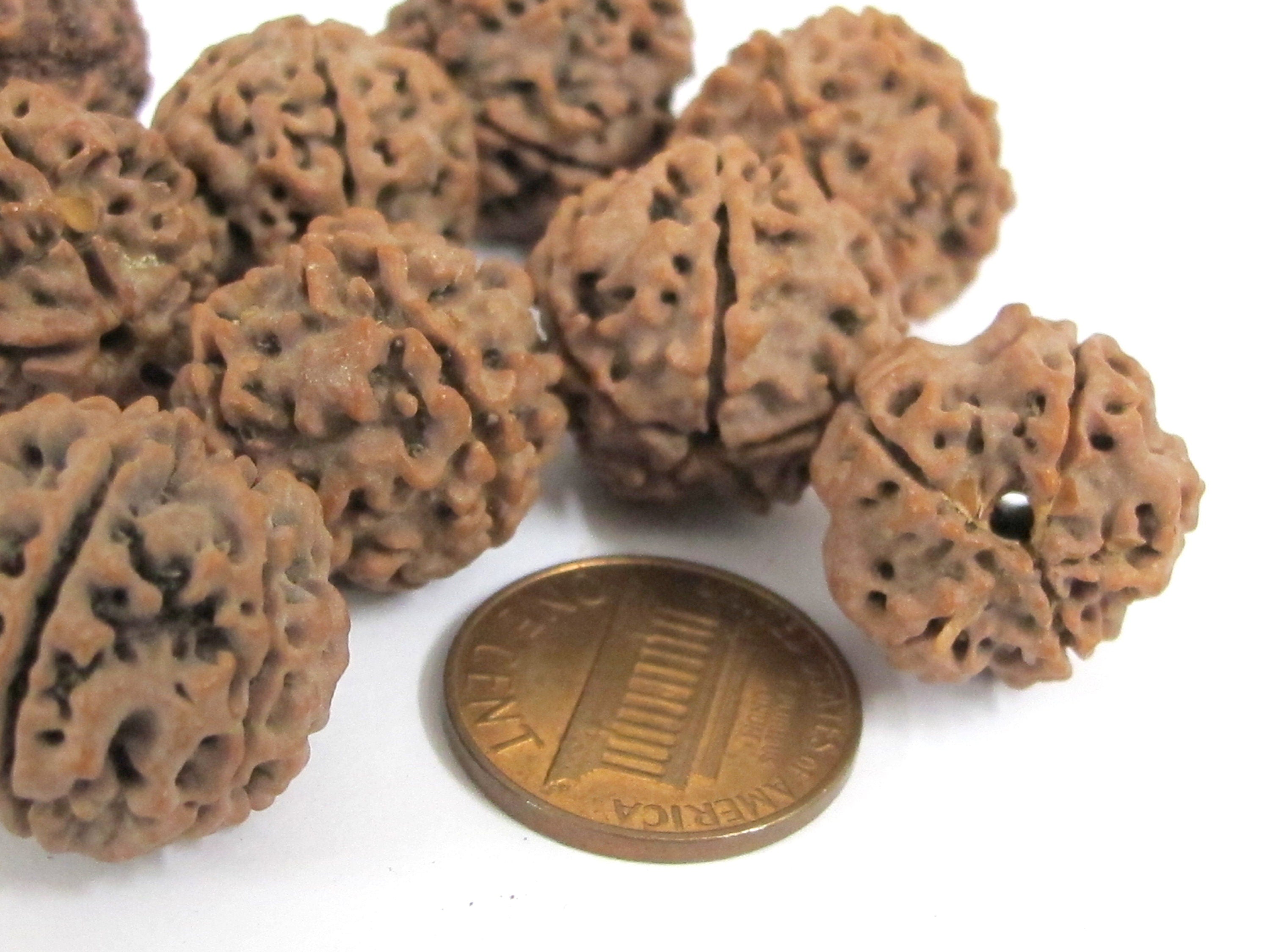 10 Beads- Extra Large size natural rudraksha beads from Nepal 16-20 mm mala making supplies - ML002L