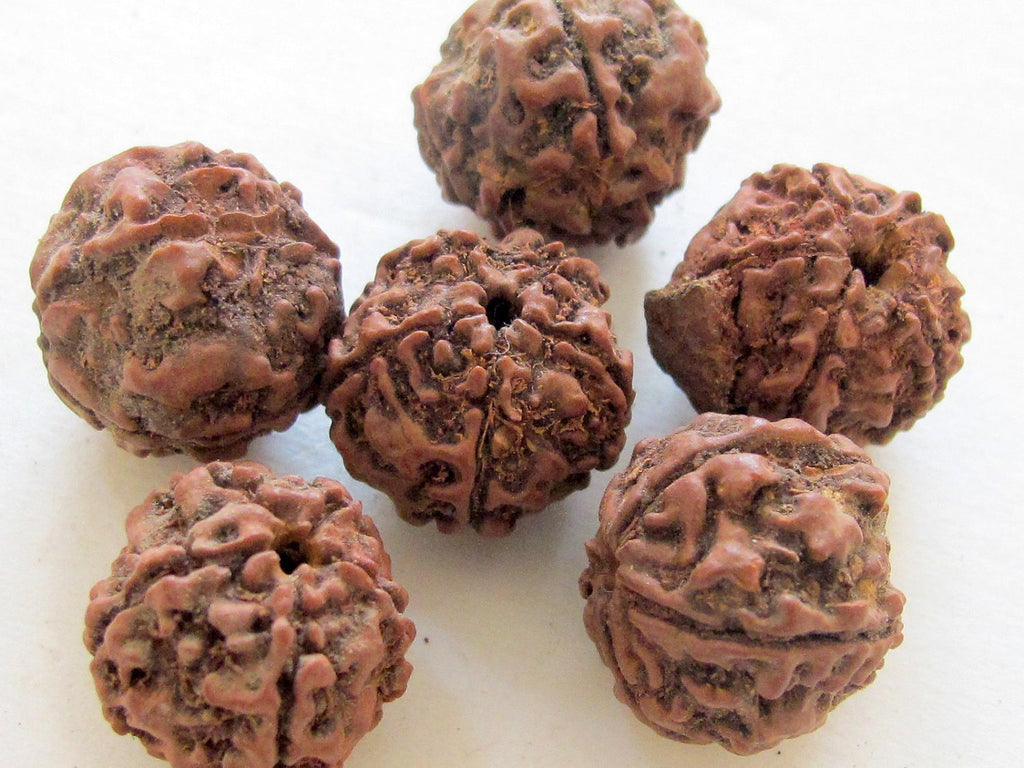 10 Beads- Extra Large size natural rudraksha beads from Nepal 16-20 mm mala making supplies - ML002L