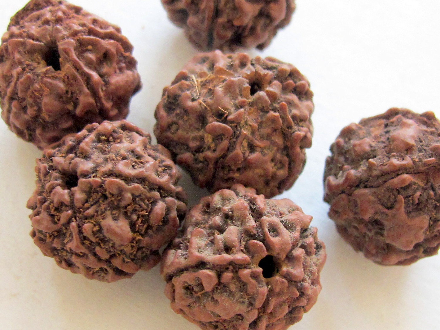 10 Beads- Extra Large size natural rudraksha beads from Nepal 16-20 mm mala making supplies - ML002L