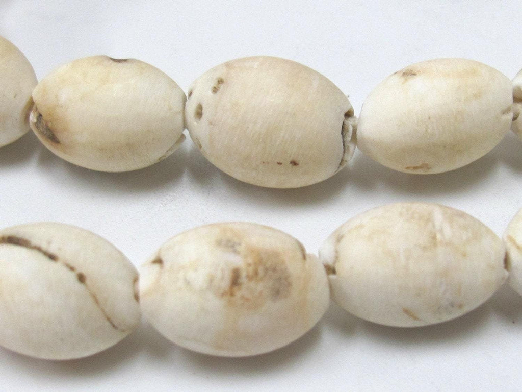 2 BEADS - Thick Ethnic naga conch shell beads from Nepal - CH058