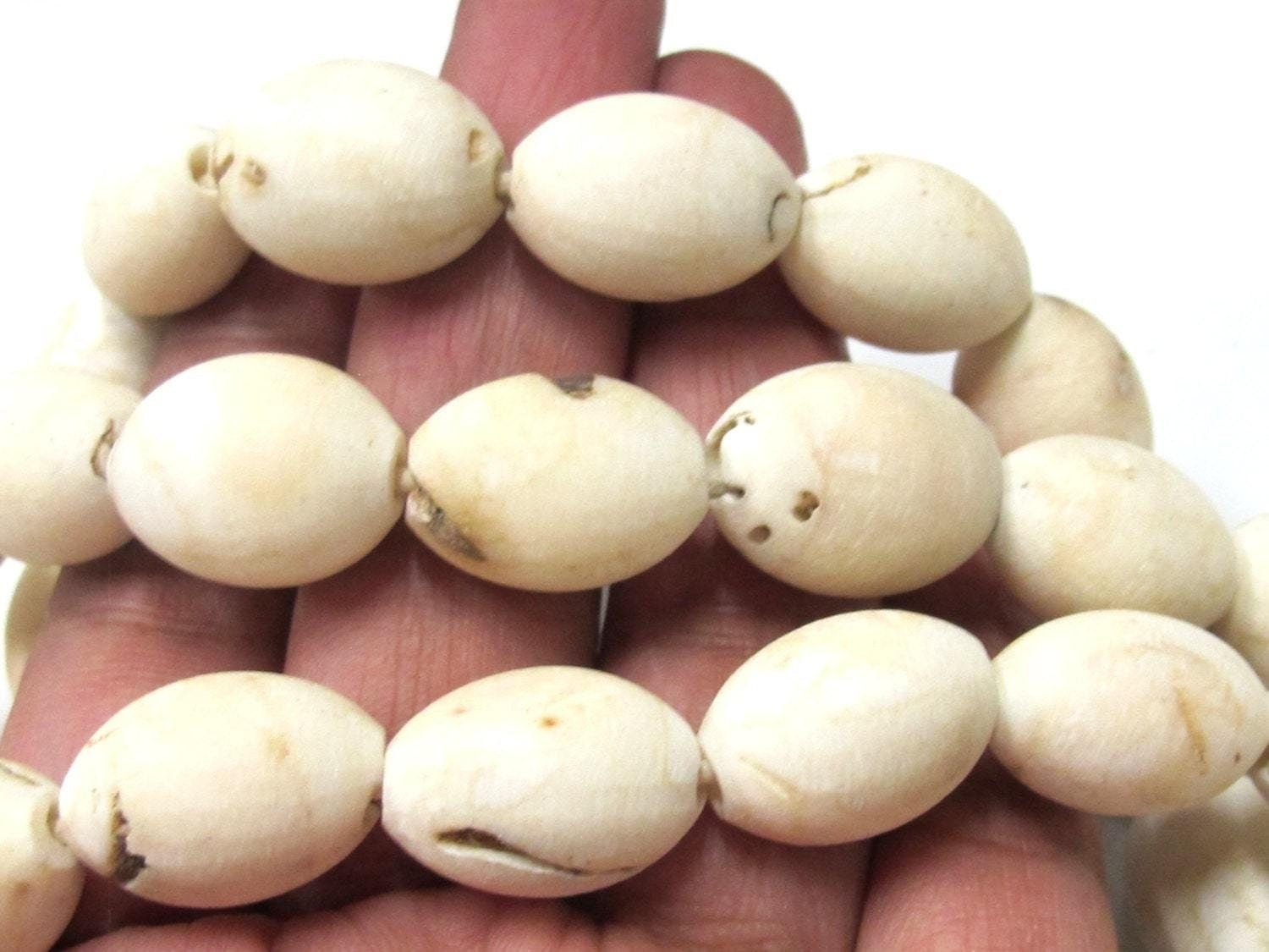 2 BEADS - Thick Ethnic naga conch shell beads from Nepal - CH058