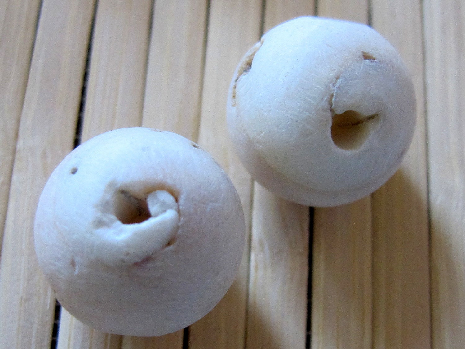 2 Beads - Tibetan Nepalese naga natural conch shell beads - CH003