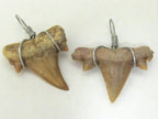 Wire wrapped genuine moroccan shark tooth pendant - 1 Pendant - SP007