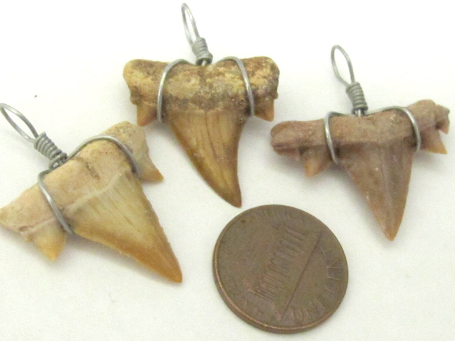 Wire wrapped genuine moroccan shark tooth pendant - 1 Pendant - SP007