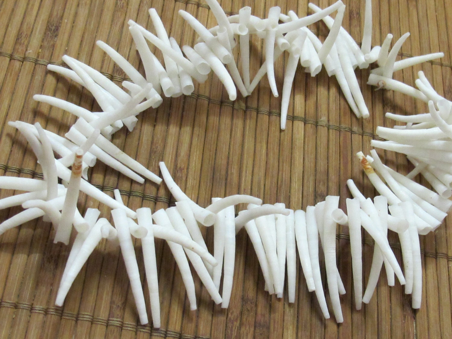 10 Beads -Top side hole drilled natural dentalium horn shape shell beads - NB099