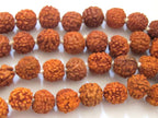 10 Beads -Natural Rudraksha seed beads from Nepal - NB010A