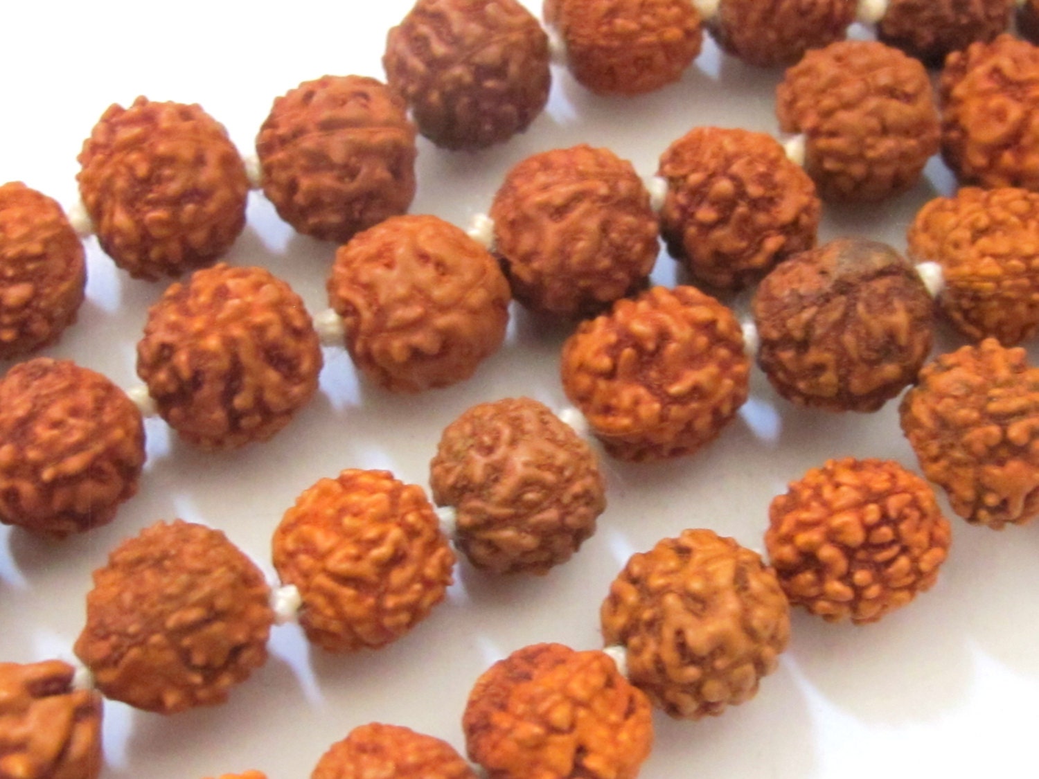10 Beads -Natural Rudraksha seed beads from Nepal - NB010A