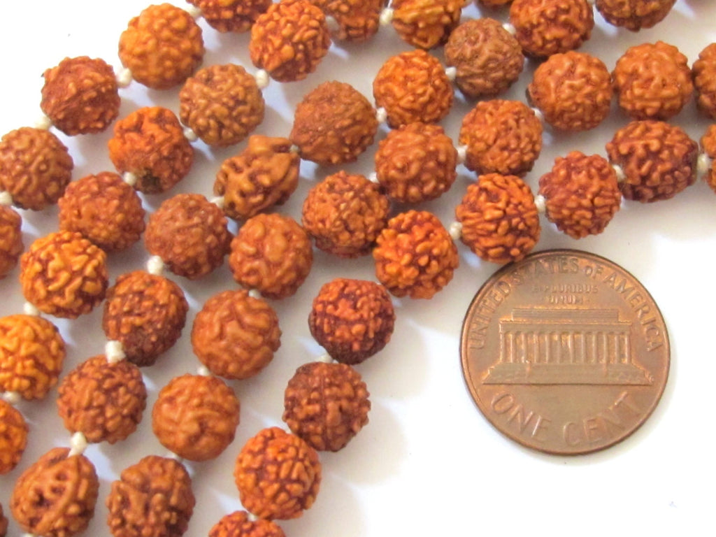 10 Beads -Natural Rudraksha seed beads from Nepal - NB010A