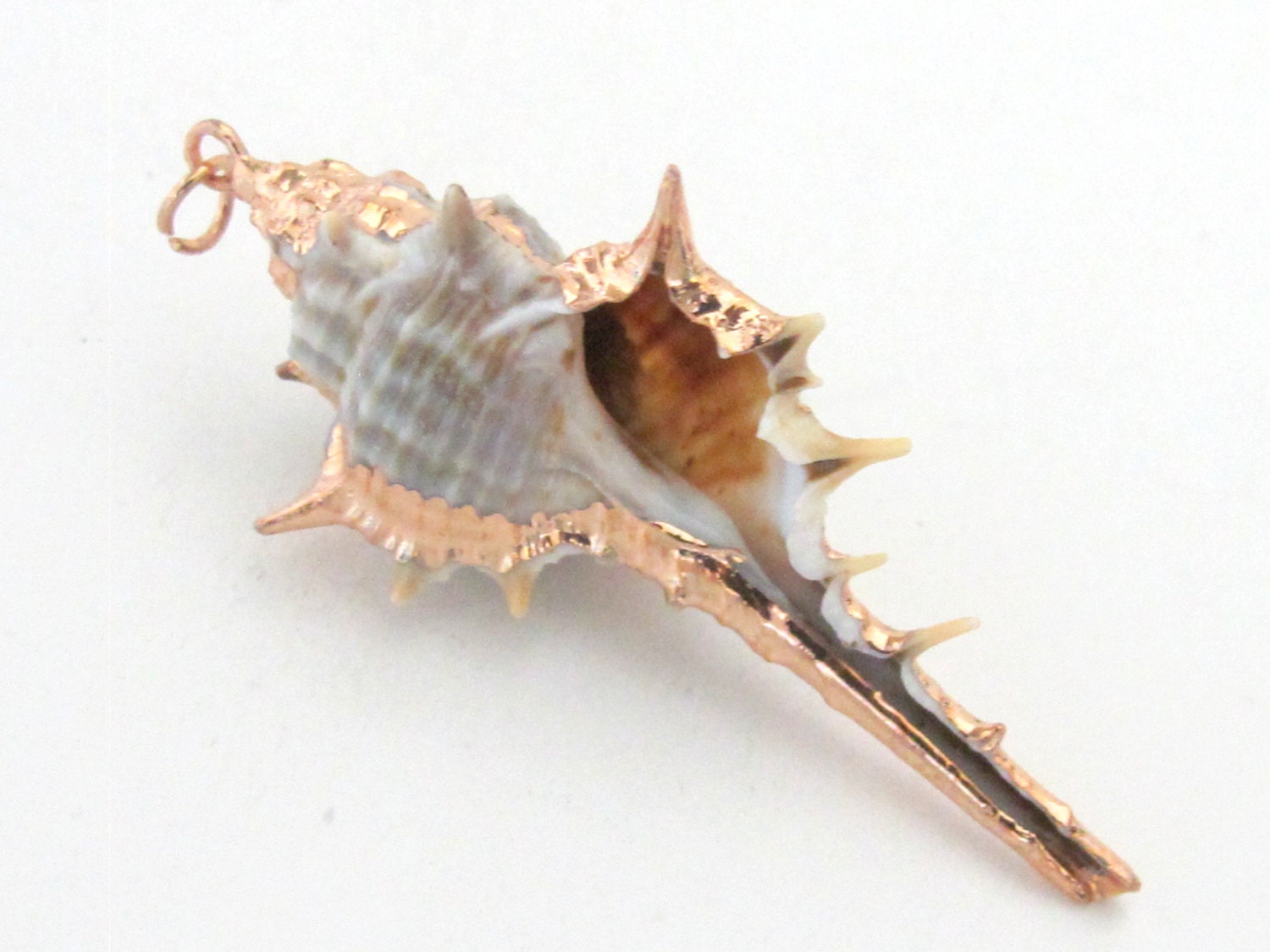 Eye catching rose Gold color edged natural Murex spiky trumpet shell pendant - 1 piece - SP029