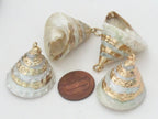 Gorgeous conical pearl Troca shell gold edged pendant - 1 piece - SP031A