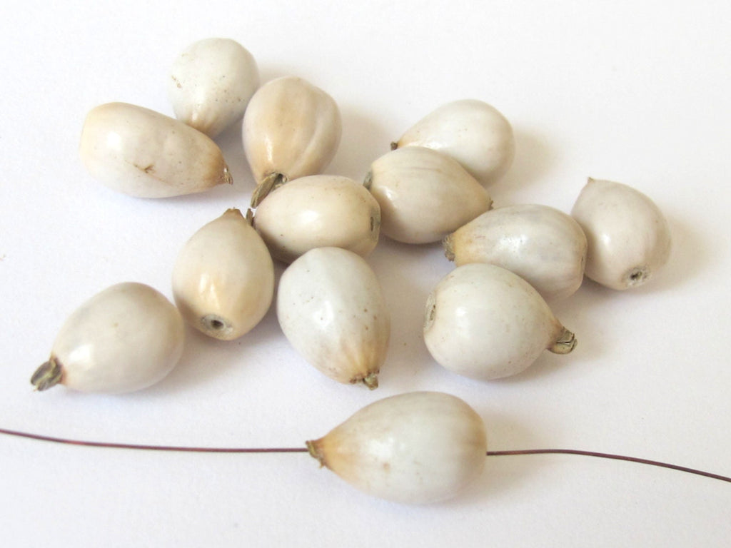 10 BEADS - Natural Panyas whole nut teardrop shape seed beads - NB112