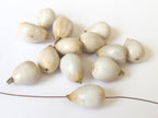 10 BEADS - Natural Panyas whole nut teardrop shape seed beads - NB112